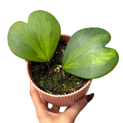 Hoya Kerrii Inner Variegata - plantandstories