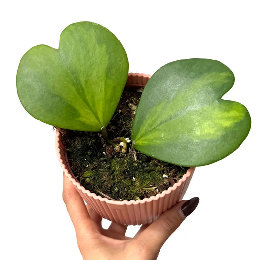 Hoya Kerrii Inner Variegata