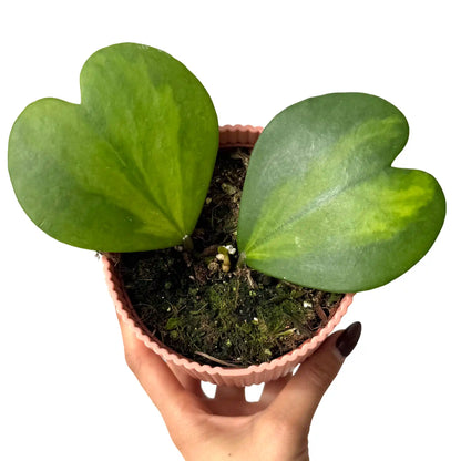 Hoya Kerrii Inner Variegata - plantandstories