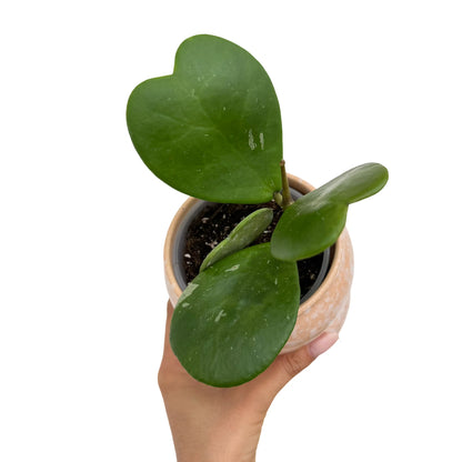 Hoya Kerrii