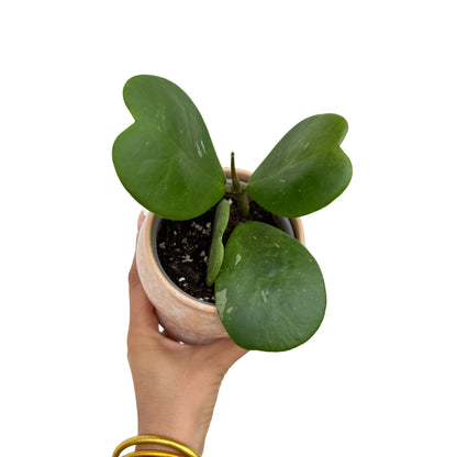 Hoya Kerrii