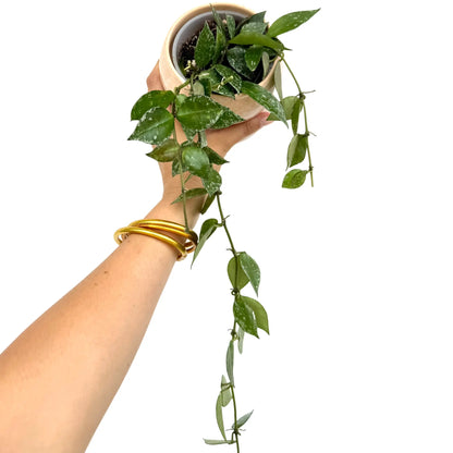Hoya Krohniana