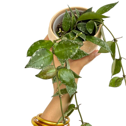 Hoya Krohniana