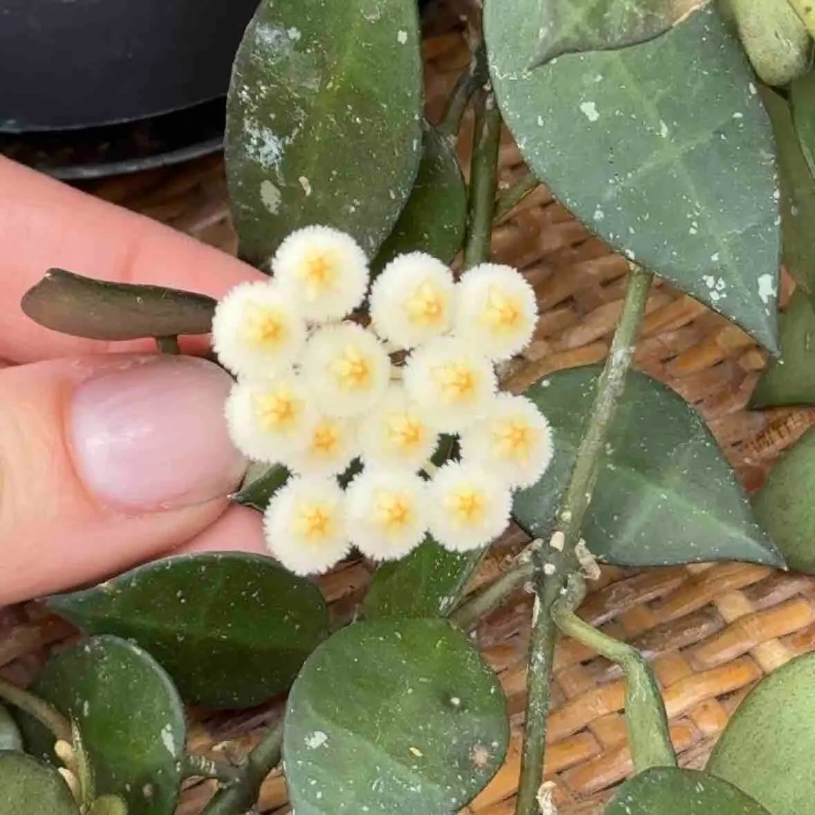 Fleur d'Hoya Krohniana aux pompons blancs duveteux avec un cœur jaune clair sur un fond de feuilles vertes