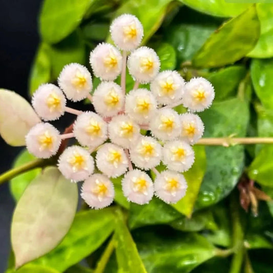 Hoya lacunosa 'Amarillo'