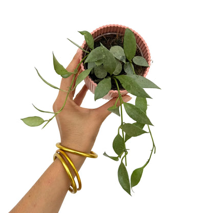 Hoya Lacunosa Mint