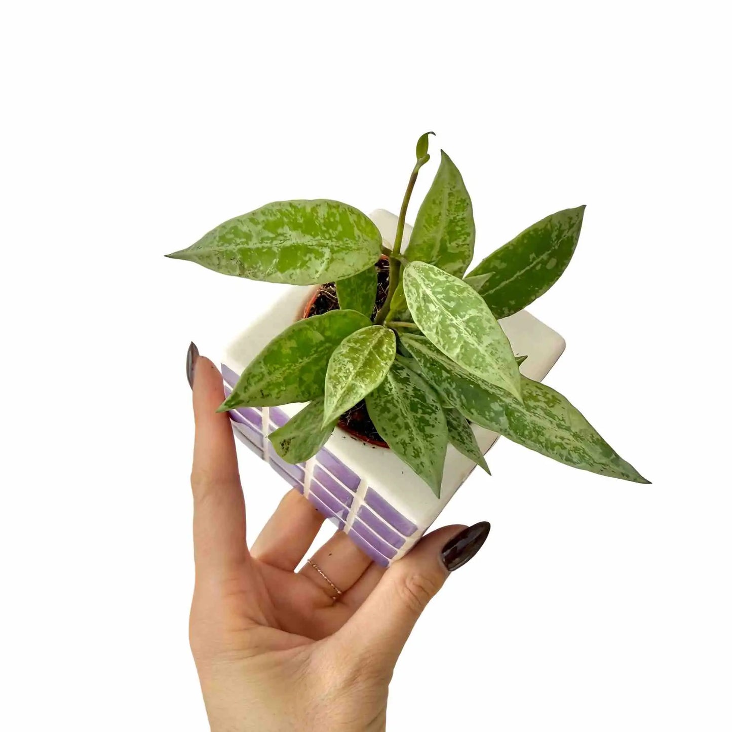 Hoya lacunosa Snow Leopard