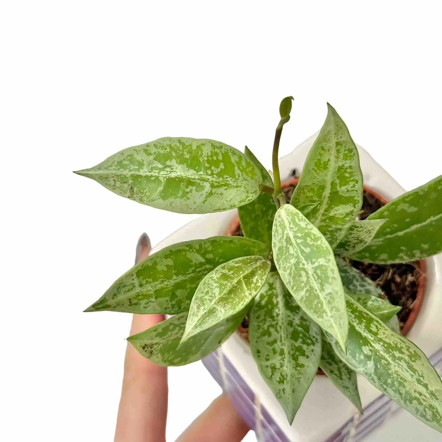 Hoya lacunosa Snow Leopard