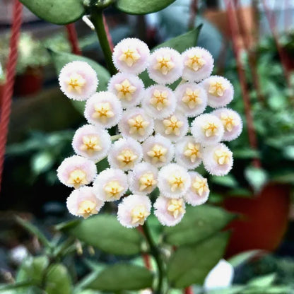 Hoya lacunosa Snow Leopard