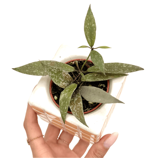 Hoya Lacunosa sp Laos - plantandstories