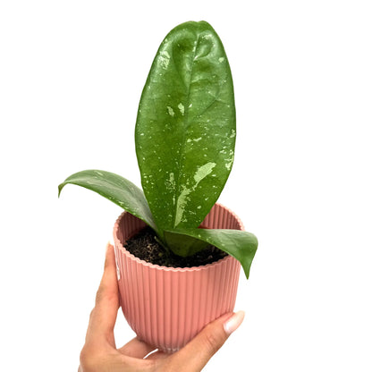Hoya 'Lai Chau'