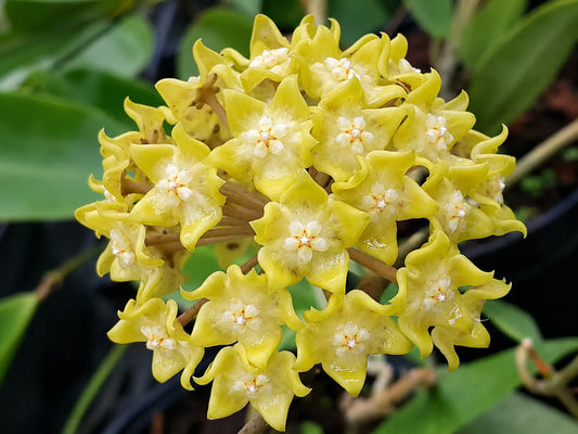 Grappe de fleurs de Hoya Lambii jaunes avec des centres blancs et orangés, sur fond de feuillage vert flou