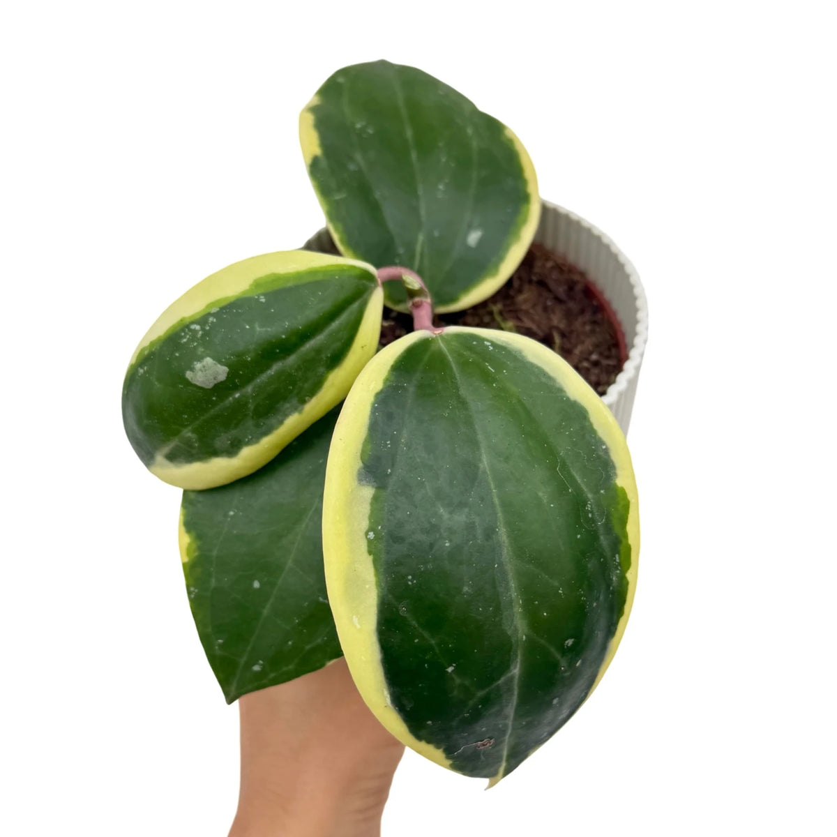 その他観葉植物 Hoya latifolia Albomarqinata Hoya Latifolia Albomarginata Rare Plant Elegant Style – Plant and