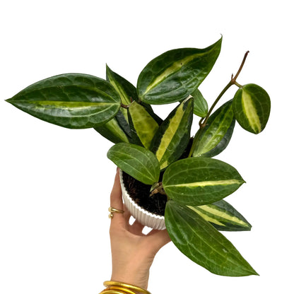 Une Hoya latifolia 'Inner Variegata' avec des feuilles vert foncé et une panachure jaune crème au centre, dans un pot
