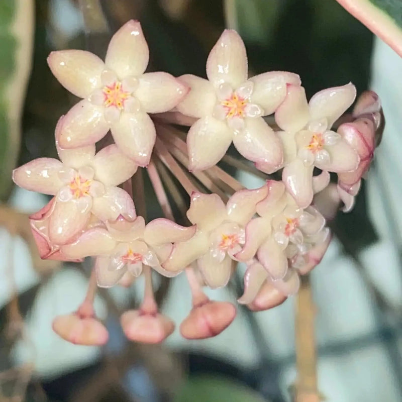 Hoya latifolia 'Inner Variegata'