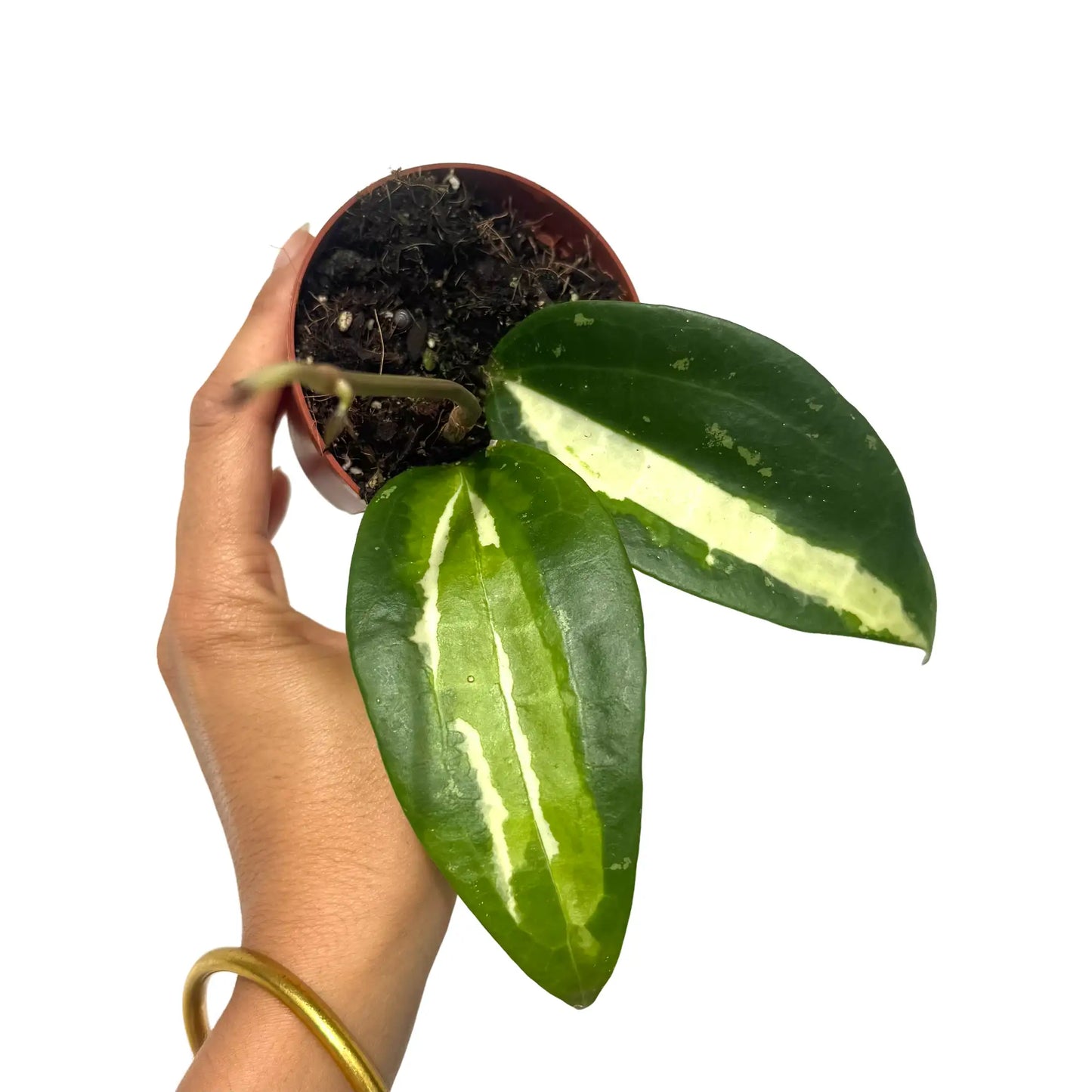 Hoya latifolia Inner Variegata