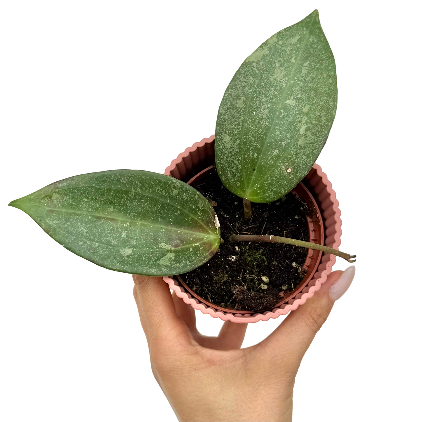 Hoya Latifolia 'Rimba Perak'