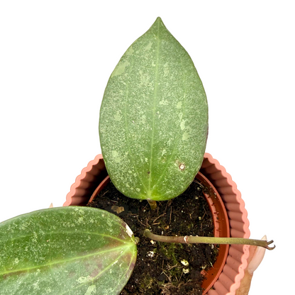 Hoya Latifolia 'Rimba Perak'