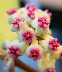 Gros plan sur les petites fleurs de l'Hoya Latifolia 'Rimba Perak', des corolles blanches et des coeurs rose vif