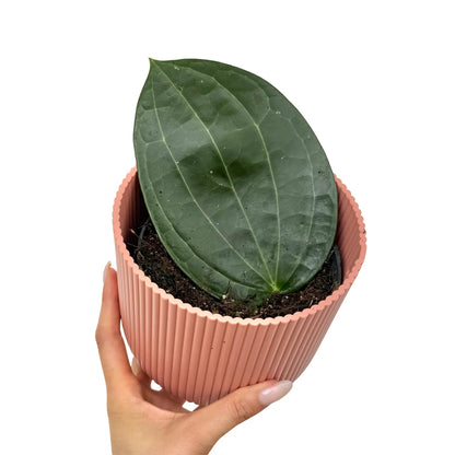 Une bouture de Hoya Latifolia à feuille unique, large et verte foncée, plantée dans un pot rose strié