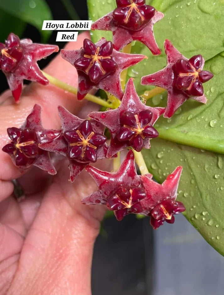 Hoya Lobbii 'Red flowers'