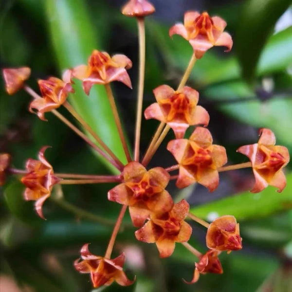 Hoya Loheri