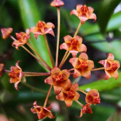 Hoya Loheri
