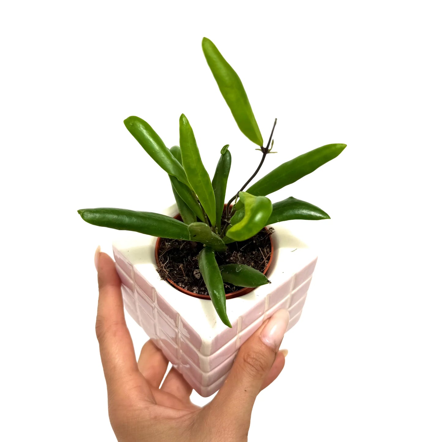 Hoya Loheri
