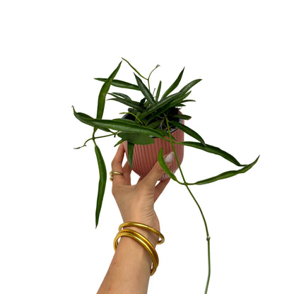 Une Hoya Longifolia aux feuilles vertes et allongées dans un joli pot strié rose poudré