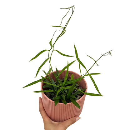 Hoya Longifolia