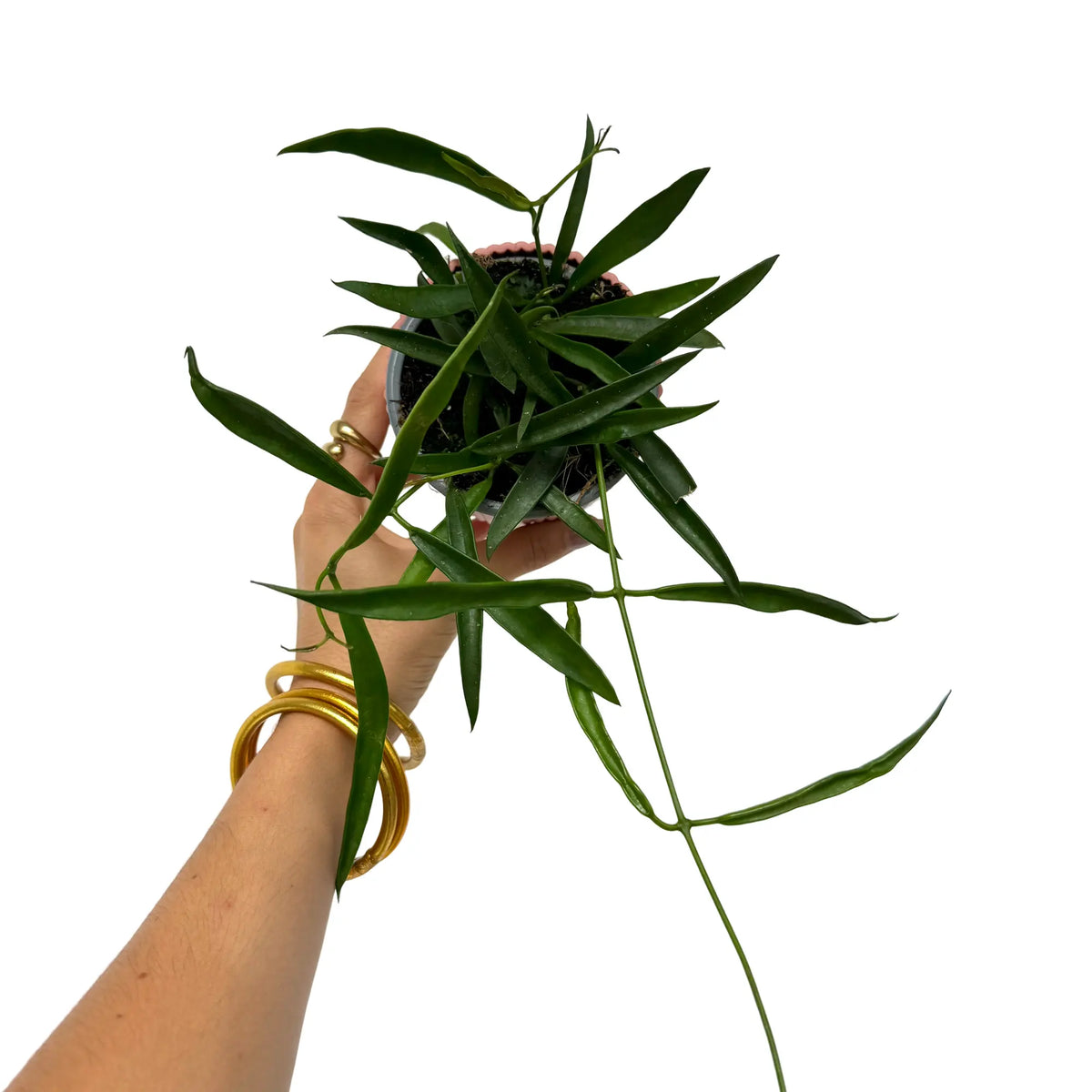 Une Hoya Longifolia compacte avec des feuilles vert foncé allongées, poussant dans un petit pot noir