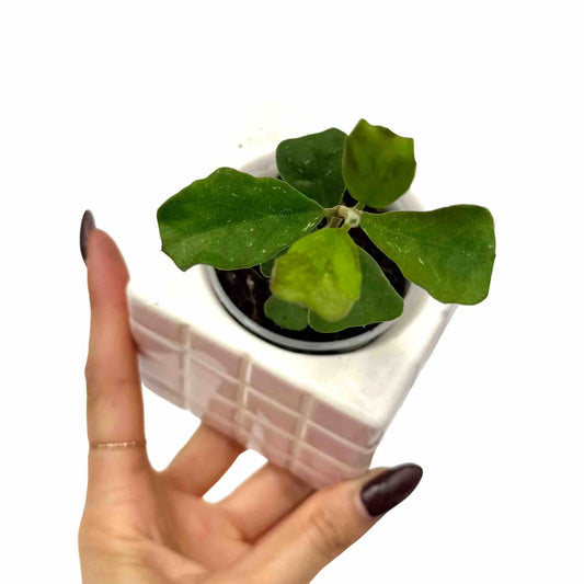 Hoya Manipurensis