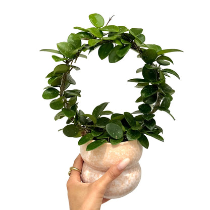 Une plante Hoya Mathilde au feuillage vert marbré, présentée en forme de couronne dans un pot crème chiné