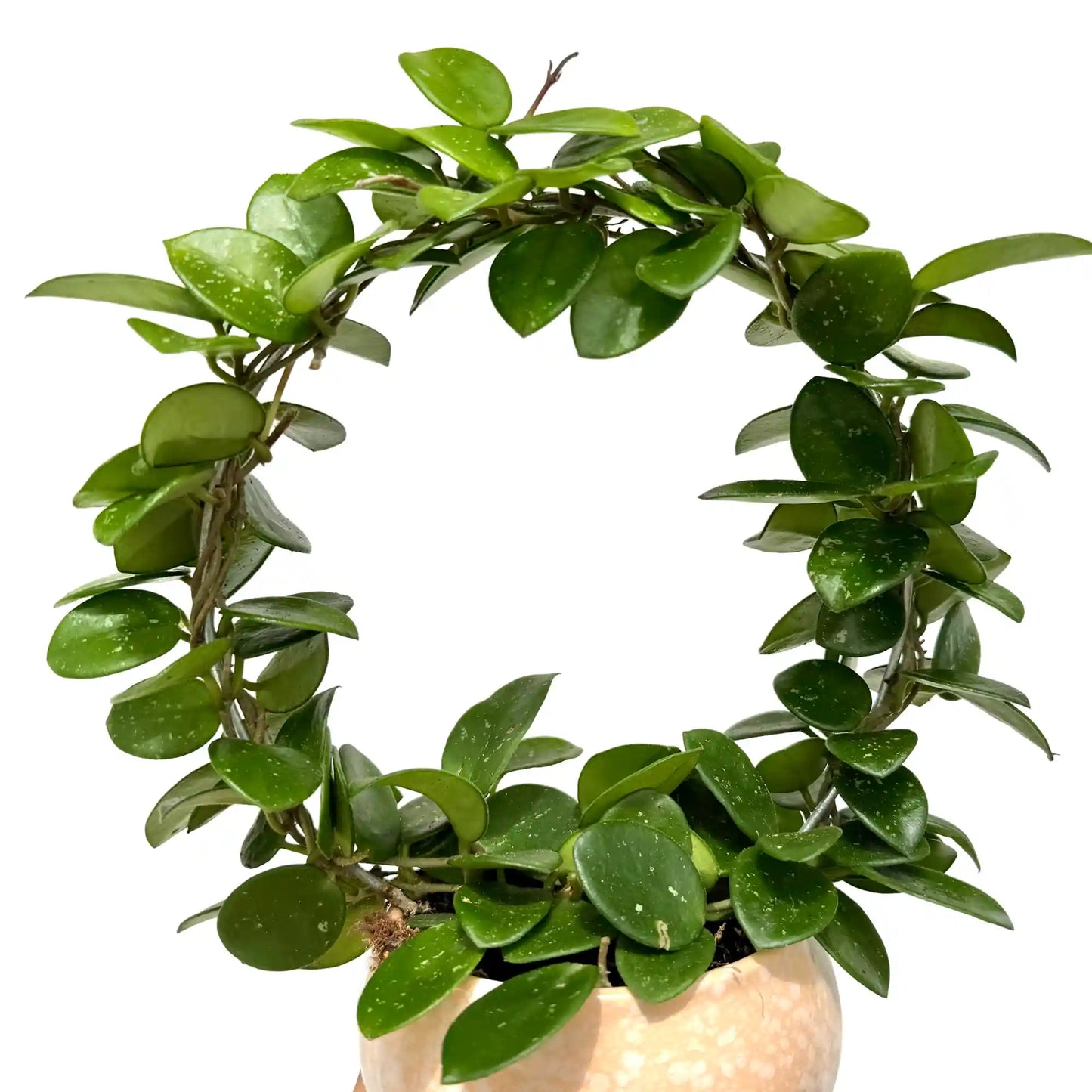Hoya Mathilde, une plante grimpante aux feuilles rondes et charnues, d'un vert profond tacheté de blanc, dans un pot clair