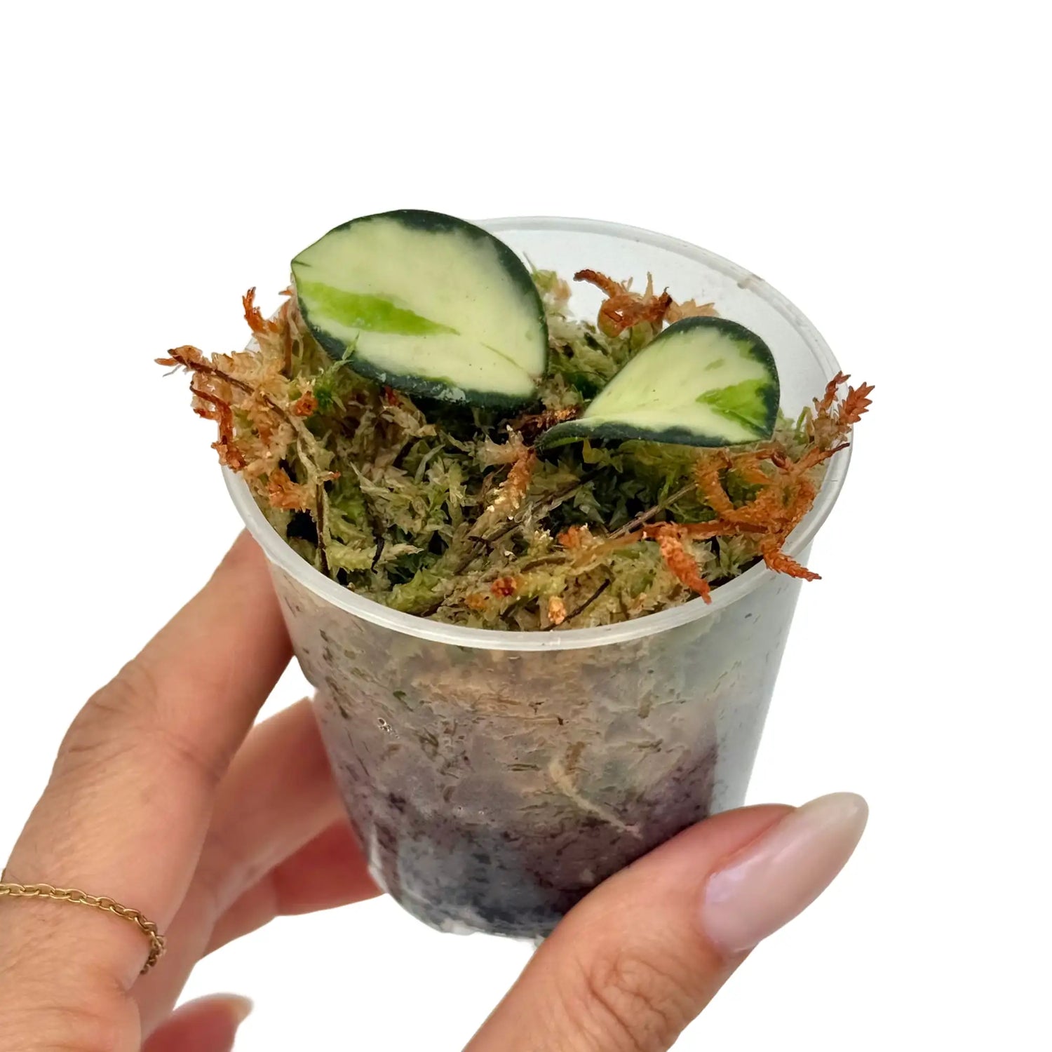Hoya Mathilde inner variegata en pot transparent, avec deux jeunes feuilles vertes et crème et de la sphaigne