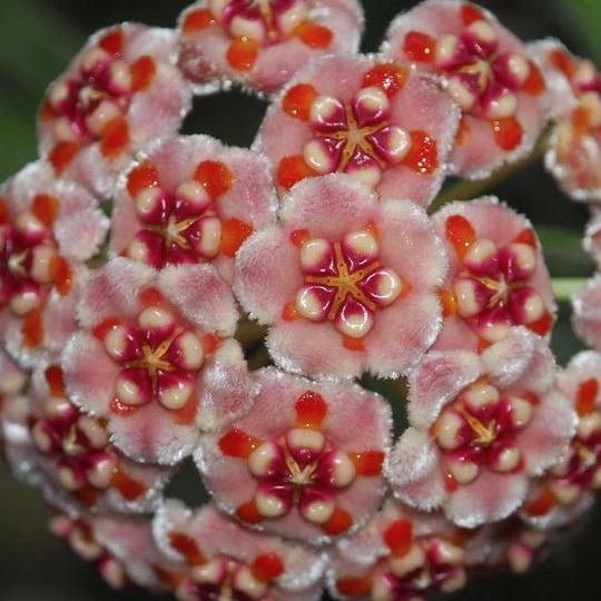 Grappe de fleurs Hoya Meliflua 'Island' aux pétales roses, cœur rouge et orange avec des pistils clairs