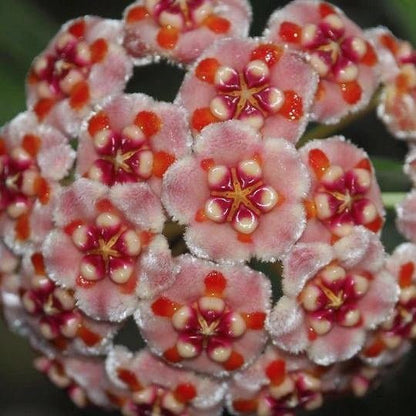 Grappe de fleurs Hoya Meliflua 'Island' aux pétales roses, cœur rouge et orange avec des pistils clairs