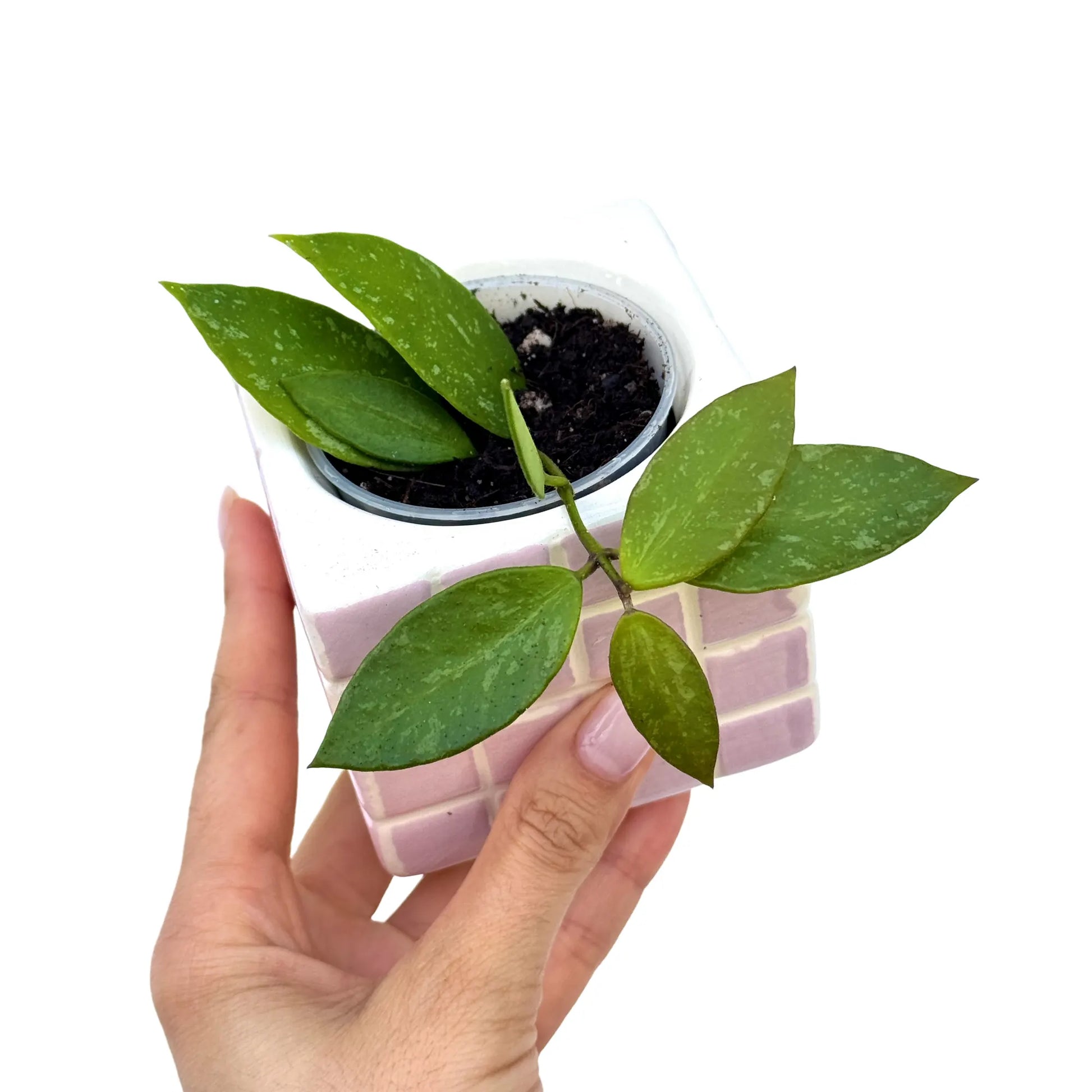 Hoya Memoria - plantandstories