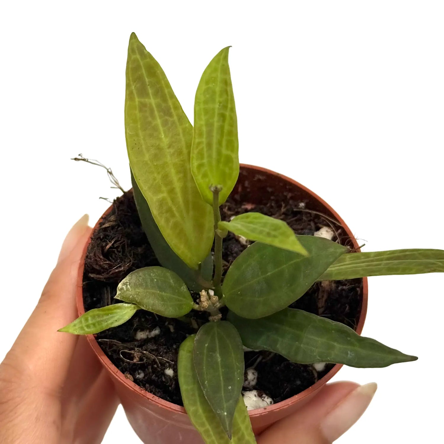 Hoya Microdwarf en pot marron avec des feuilles vert foncé et de jeunes pousses plus claires