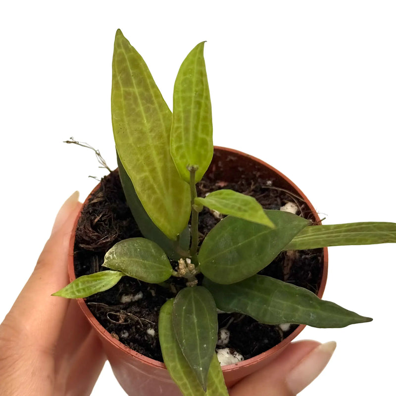 Hoya Microdwarf