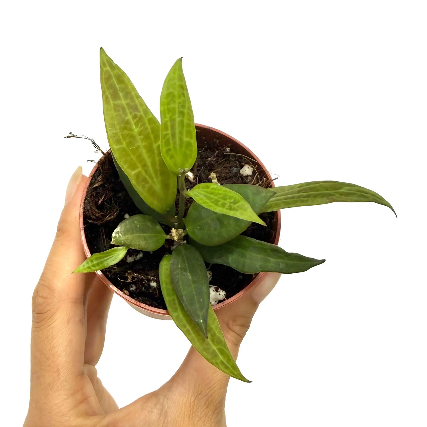 Hoya Microdwarf aux feuilles vertes oblongues et nervurées plantée dans un pot de culture en plastique marron