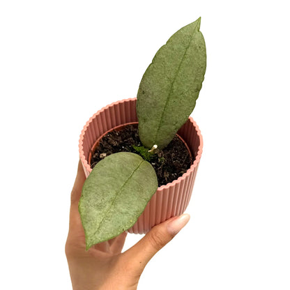 Hoya Mitrata 'Silver'