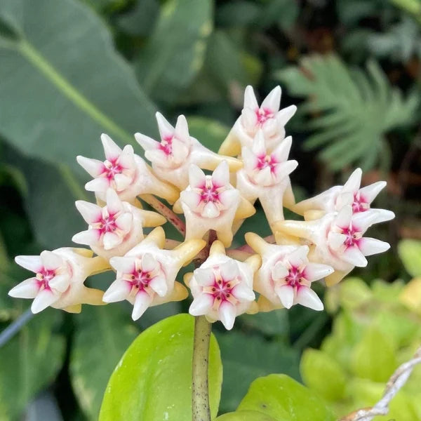 Hoya Mitrata 'Silver'