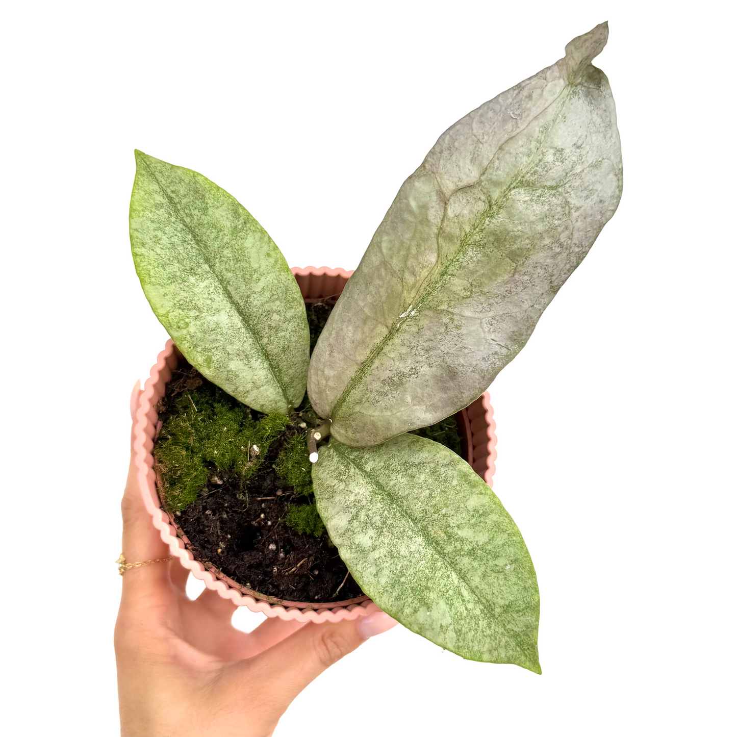 Hoya Mitrata 'Splash'