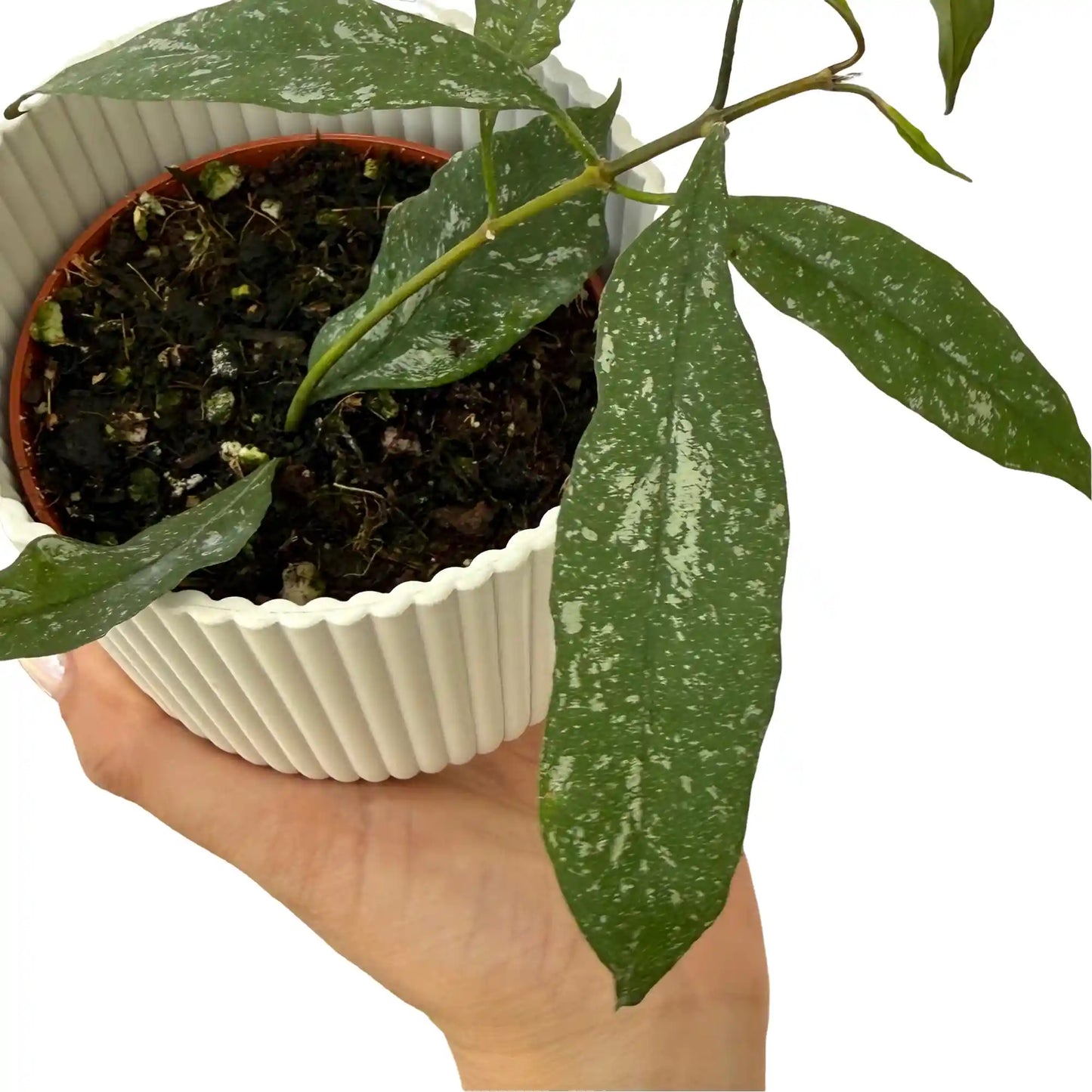 Hoya Multiflora Splash