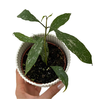 Hoya Multiflora Splash