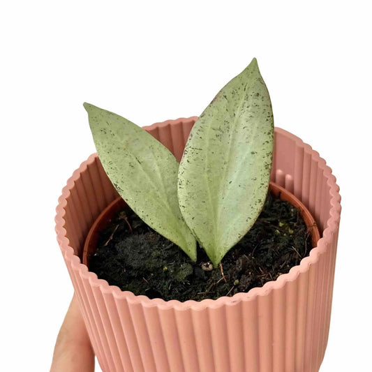 Hoya Nicholsoniae 'new guinea ghost'