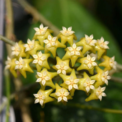 Hoya Nicholsoniae 'new guinea ghost'
