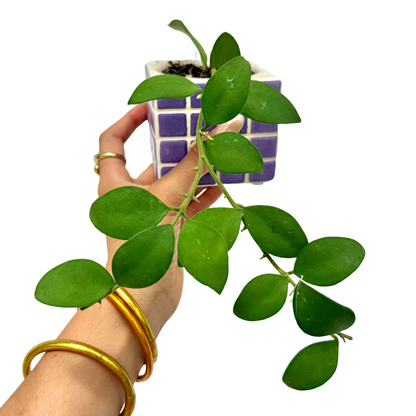 Hoya Nummularioides