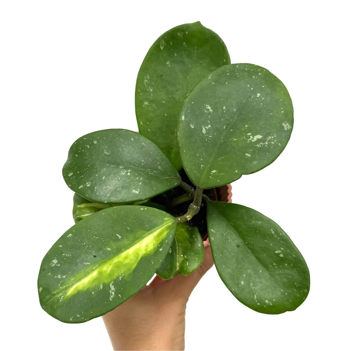 Vue du dessus d'une Hoya Obovata Inner Variegata aux feuilles rondes et épaisses vert foncé marbrées de blanc